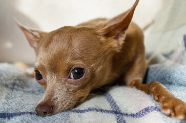 Small, cute dog with big eyes and drooping ears lieing on blue, woolen plaid. Close-up portrait.