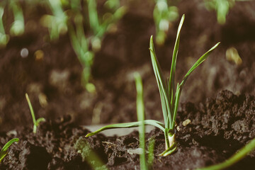 green grass in the garden.