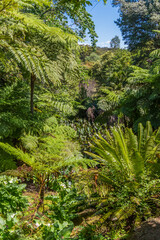 Palms, fronds and ferns in the tropical garden