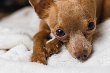 Cute small dog lieing on white plaid and looking with interest, Close-up portrait of terrier.