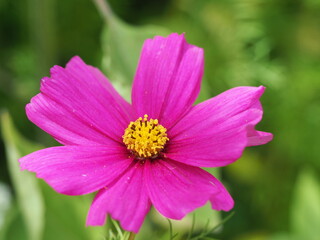 Obraz premium Farbenprächtige Schmuckkörbchen bzw. Kosmeen (Cosmos bipinnatus)