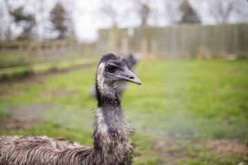 Up close view of an Emu behind a wire fence at a farmyard