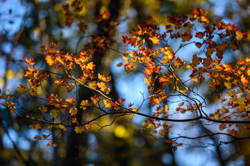 Autumn in forest - maple leaves in sunlight.