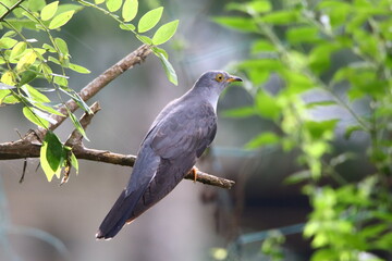 Eurasian cuckoo, nature, wildlife, blackbird, green, feathers, feather, wing, colorful, garden, white