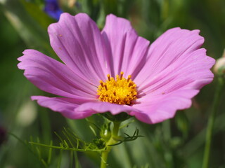 Obraz premium Farbenprächtige Schmuckkörbchen bzw. Kosmeen (Cosmos bipinnatus)