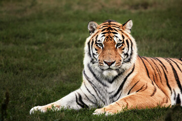 Fototapeta na wymiar Portrait of a lovely big wild tiger cat, close up