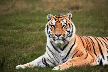 Fototapeta na wymiar Portrait of a lovely big wild tiger cat, close up
