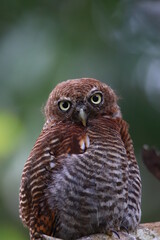 owl, nature, wildlife