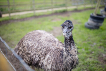 Above view of an Emu standing on the grass behind a wire fence at a farmyard