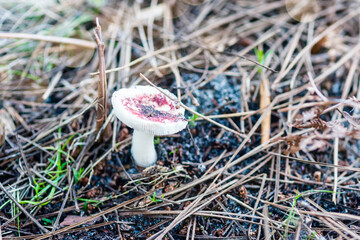russula mushroom in the forest