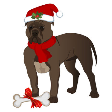 Dark Brown Pitbull In A New Year's Hat And Scarf. Vector Illustration