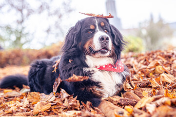 Lachender Hund mit Blätter im Herbst