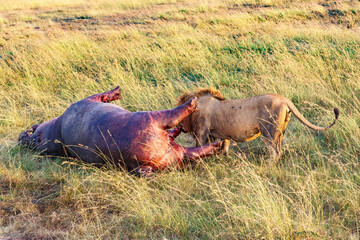 Male Lion eating from a dead hippo on the savanna in Africa