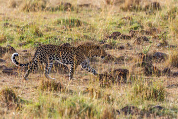 Savanna landscape in Africa with a wild Leopard