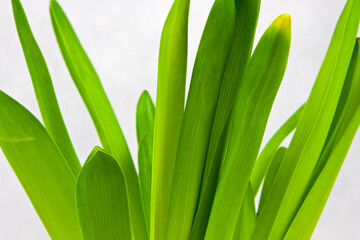 Obraz premium Green Leaves