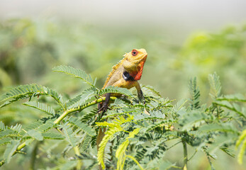 Oriental garden lizard in a tree branch