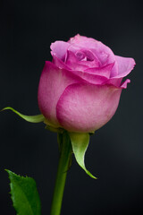 Pink Rose