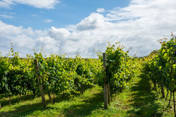 Fototapeta na wymiar View of countryside with vineyards, a sunny day, in summer, horizontally