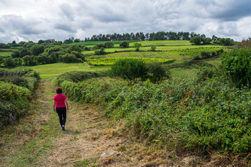 Fototapeta na wymiar Wide shot of woman from behind with sportswear, walking on a path in the green field, a sunny day, horizontal