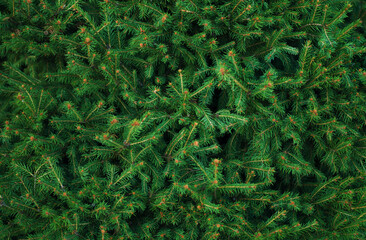 Christmas fir tree branches