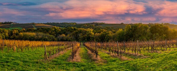 Fototapeta na wymiar Vineyard Sunrise in Bordeaux Vineyard,France, High quality photo