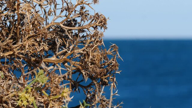 Mediterranean nature. Dry plant with thorns against sea water