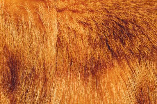 Textures red fox fur. Red fox shaggy fur texture cloth abstract, furry rusty texture plain surface, rough pelt background in horizontal orientation, nobody.