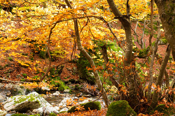 Photograph of the beech forest of Ciñera, Leon (Spain) known as Faedo, declared the best preserved forest in Spain in 2007. 