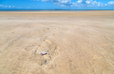 shell on the beach sand