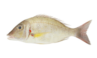 Obraz premium Fresh pink ear emperor fish isolated on white background