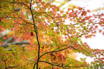 autumn yellow leaves in the sun background