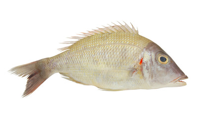 Fresh pink ear emperor fish isolated on white background