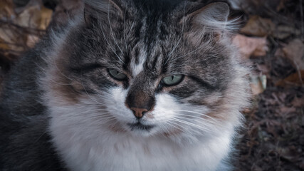 The face of an evil cat.                 