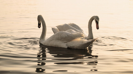 Two swans on the lake. Mating ritual.