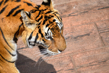 tiger in the zoo