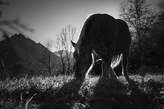 Black and white photo of horse in the morning backlight