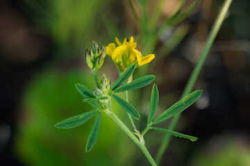 The yellow lucerne (lat. Medicago falcata), of the pea family (Fabaceae).