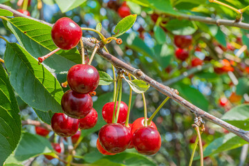 Obraz premium Cherry tree on a bright Sunny day