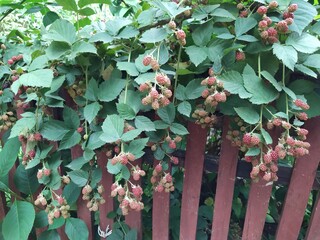 Organic juicy fresh blackberries on a branch and blurred green leaves. Bush with beautiful ripening blackberry berries. Many delicious sweet black berry and unripe red berries in the garden.