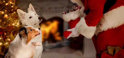 two dogs sat expectantly before Santa Claus
