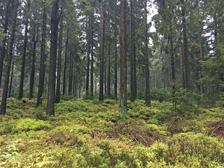 Obraz premium Thüringer Wald