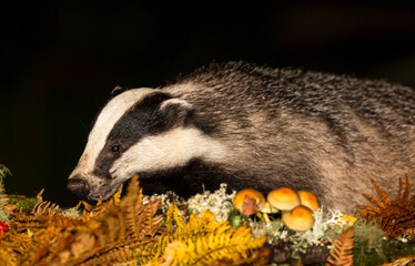 Badger (Scientific name: Meles Meles) Wild, native badger foraging at night  in Autumn or Fall with golden ferns and toadstools.  Close up.  Horizontal.  Space for copy. © Moorland Roamer