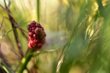 Calla (bog arum, marsh calla, wild calla, squaw claw, and water-arum)