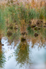 Small island of reed grass in a lake with strong reflections