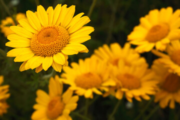 Yellow daisies. Close-up photo. Natural background.