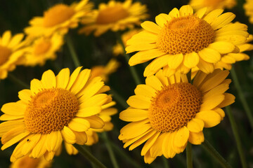 Yellow daisies. Close-up photo. Natural background.