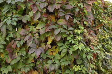 Autumn colored branch of wild grapes with red yellow and green leaves. Parthenocissus. Grape woodbine. Autumn natural texture.