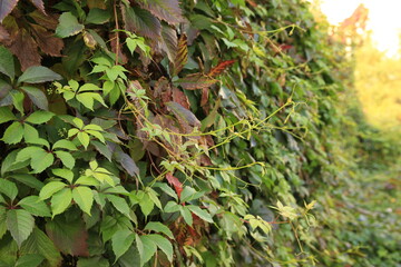 Autumn colored branch of wild grapes with red yellow and green leaves. Parthenocissus. Grape woodbine. Autumn natural texture.