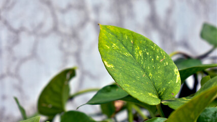 Beautiful Golden pothos or Epipremnum aureum leaf