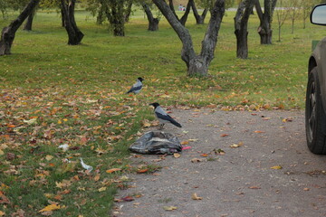 A big gray crow Corvus is sitting on a black plastic garbage bag. Clever crow retrieves garbage from volumetric store. Experienced bird opens plastic bag with garbage. Problem of garbage and animals.